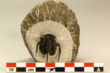 30857 - Nicely Preserved 1.40 Inch Cyphaspis (Otarion) cf. boutscharafinense Devonian Trilobite