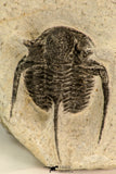 30857 - Nicely Preserved 1.40 Inch Cyphaspis (Otarion) cf. boutscharafinense Devonian Trilobite