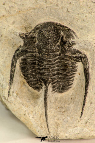 30857 - Nicely Preserved 1.40 Inch Cyphaspis (Otarion) cf. boutscharafinense Devonian Trilobite