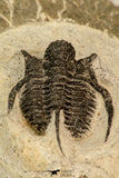 30857 - Nicely Preserved 1.40 Inch Cyphaspis (Otarion) cf. boutscharafinense Devonian Trilobite
