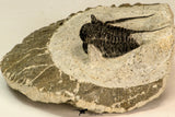 30857 - Nicely Preserved 1.40 Inch Cyphaspis (Otarion) cf. boutscharafinense Devonian Trilobite