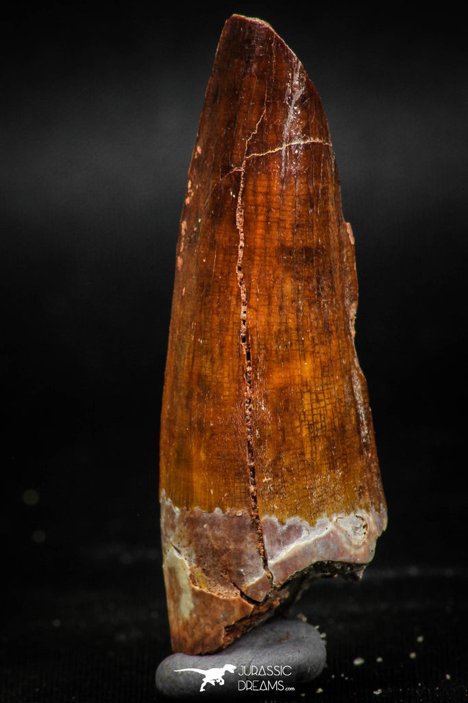 06023 - Well Preserved 2.15 Inch Spinosaurus Dinosaur Tooth Cretaceous