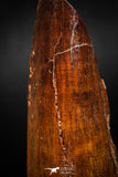 06023 - Well Preserved 2.15 Inch Spinosaurus Dinosaur Tooth Cretaceous