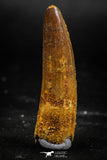 06025 - Beautiful 1.93 Inch Spinosaurus Dinosaur Tooth Cretaceous