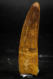 06025 - Beautiful 1.93 Inch Spinosaurus Dinosaur Tooth Cretaceous