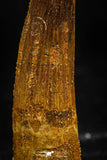 06025 - Beautiful 1.93 Inch Spinosaurus Dinosaur Tooth Cretaceous