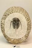 30859 - Well Preserved 1.37 Inch Cyphaspis (Otarion) cf. boutscharafinense Devonian Trilobite