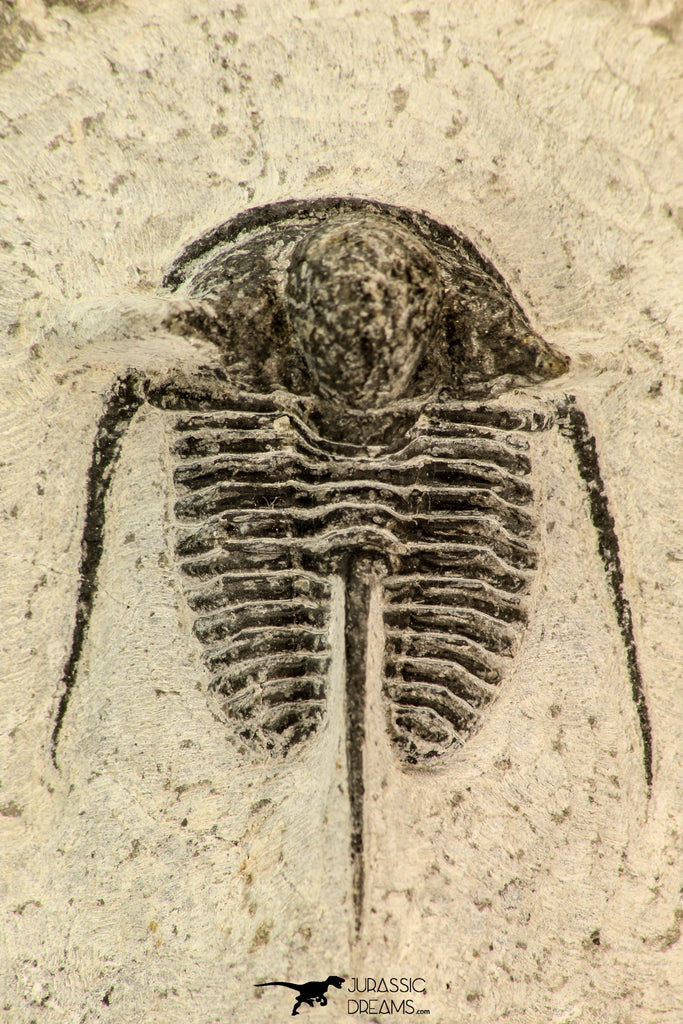 30859 - Well Preserved 1.37 Inch Cyphaspis (Otarion) cf. boutscharafinense Devonian Trilobite