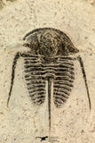30859 - Well Preserved 1.37 Inch Cyphaspis (Otarion) cf. boutscharafinense Devonian Trilobite
