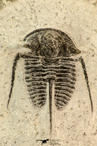 30859 - Well Preserved 1.37 Inch Cyphaspis (Otarion) cf. boutscharafinense Devonian Trilobite