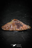 88755 - Rare Rostral Barb of Sawfish 0.84 Inch Peyeria Lybica From KemKem