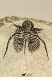 30859 - Well Preserved 1.37 Inch Cyphaspis (Otarion) cf. boutscharafinense Devonian Trilobite