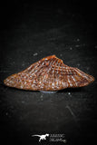 88755 - Rare Rostral Barb of Sawfish 0.84 Inch Peyeria Lybica From KemKem