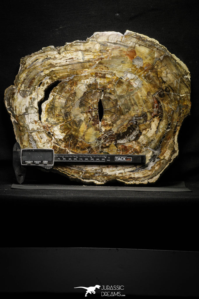 22120 - Petrified Wood (Araucaria) Round Triassic - Madagascar