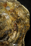 22120 - Petrified Wood (Araucaria) Round Triassic - Madagascar