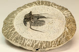 30859 - Well Preserved 1.37 Inch Cyphaspis (Otarion) cf. boutscharafinense Devonian Trilobite