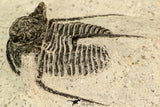 30859 - Well Preserved 1.37 Inch Cyphaspis (Otarion) cf. boutscharafinense Devonian Trilobite