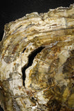 22120 - Petrified Wood (Araucaria) Round Triassic - Madagascar