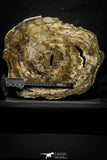 22120 - Petrified Wood (Araucaria) Round Triassic - Madagascar