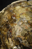 22120 - Petrified Wood (Araucaria) Round Triassic - Madagascar