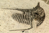 30859 - Well Preserved 1.37 Inch Cyphaspis (Otarion) cf. boutscharafinense Devonian Trilobite