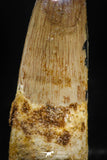 06028 - Top Beautiful 2.02 Inch Spinosaurus Dinosaur Tooth Cretaceous