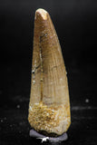 06029 - Top Beautiful 1.84 Inch Spinosaurus Dinosaur Tooth Cretaceous