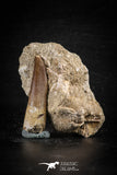 88761 - Top Beautiful 1.60 Inch Elasmosaur (Zarafasaura oceanis) Tooth in Natural Matrix