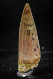06030 - Nicely Preserved 1.60 Inch Spinosaurus Dinosaur Tooth Cretaceous