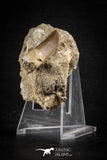 88761 - Top Beautiful 1.60 Inch Elasmosaur (Zarafasaura oceanis) Tooth in Natural Matrix