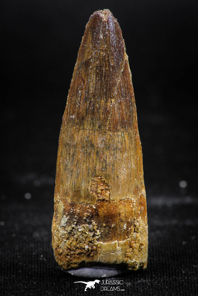 06031 - Unbroken 1.65 Inch Spinosaurus Dinosaur Tooth Cretaceous