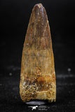 06031 - Unbroken 1.65 Inch Spinosaurus Dinosaur Tooth Cretaceous