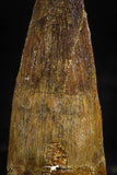 06031 - Unbroken 1.65 Inch Spinosaurus Dinosaur Tooth Cretaceous
