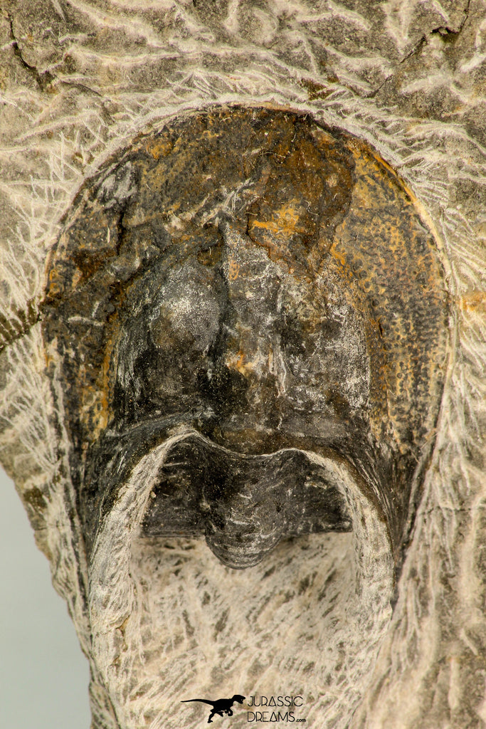 30861 - Top Beautiful 1.84 Inch Harpes perradiatus Lower Devonian Trilobite