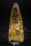 06031 - Unbroken 1.65 Inch Spinosaurus Dinosaur Tooth Cretaceous