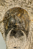 30861 - Top Beautiful 1.84 Inch Harpes perradiatus Lower Devonian Trilobite