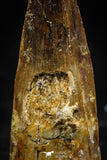 06031 - Unbroken 1.65 Inch Spinosaurus Dinosaur Tooth Cretaceous