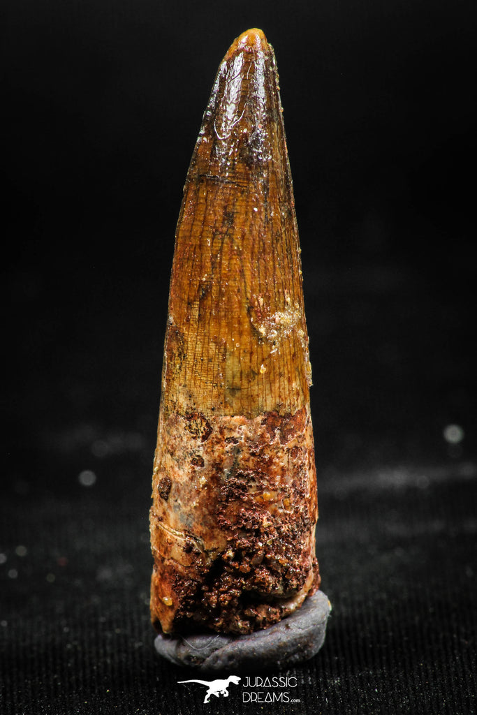 06032 - Well Preserved 1.70 Inch Spinosaurus Dinosaur Tooth Cretaceous