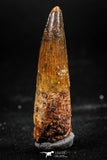 06032 - Well Preserved 1.70 Inch Spinosaurus Dinosaur Tooth Cretaceous