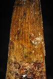 06032 - Well Preserved 1.70 Inch Spinosaurus Dinosaur Tooth Cretaceous