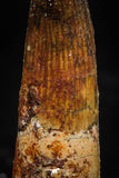 06032 - Well Preserved 1.70 Inch Spinosaurus Dinosaur Tooth Cretaceous
