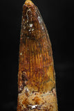 06032 - Well Preserved 1.70 Inch Spinosaurus Dinosaur Tooth Cretaceous