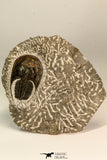 30862 - Top Beautiful 1.85 Inch Harpes perradiatus Lower Devonian Trilobite