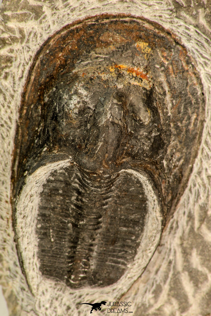 30862 - Top Beautiful 1.85 Inch Harpes perradiatus Lower Devonian Trilobite
