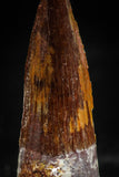 06033 - Nicely Preserved 1.36 Inch Spinosaurus Dinosaur Tooth Cretaceous