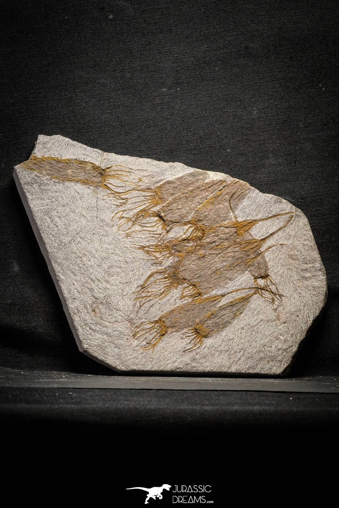 22128 - Wide 8.74 Inch Eocrinoid (Ascocystites) Plate - Lower Ordovician