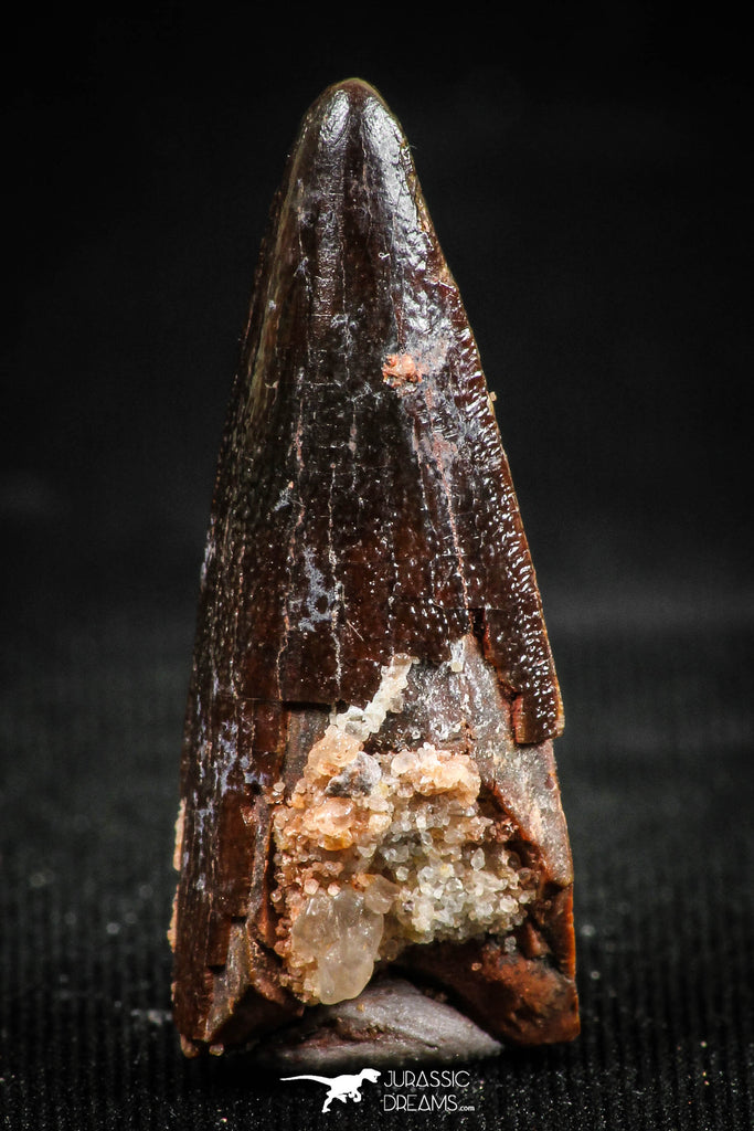 06035 - Well Preserved 1.07 Inch Spinosaurus Dinosaur Tooth Cretaceous