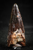 06035 - Well Preserved 1.07 Inch Spinosaurus Dinosaur Tooth Cretaceous