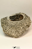 30862 - Top Beautiful 1.85 Inch Harpes perradiatus Lower Devonian Trilobite