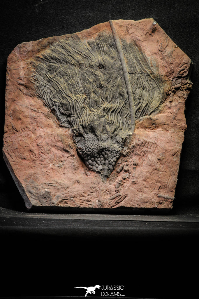 22129 - Top 12.05 Inch Silurian Scyphocrinites elegans Crinoid Plate